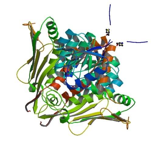 Enzyme Activity Measurement of D-Galactose 1-Dehydrogenase Using Spectrophotometric Assays